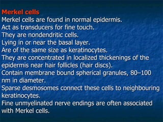 Merkel cells Merkel cells are found in normal epidermis. Act as transducers for fine touch.  They are nondendritic cells. Lying in or near the basal layer. Are of the same size as keratinocytes.  They are concentrated in localized thickenings of the epidermis near hair follicles (hair discs). Contain membrane bound spherical granules, 80–100 nm in diameter.  Sparse desmosomes connect these cells to neighbouring keratinocytes. Fine unmyelinated nerve endings are often associated with Merkel cells.   