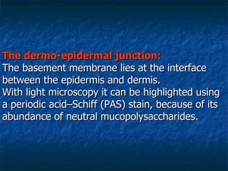 The dermo-epidermal junction: The basement membrane lies at the interface between the epidermis and dermis.  With light microscopy it can be highlighted using a periodic acid–Schiff (PAS) stain, because of its abundance of neutral mucopolysaccharides. 