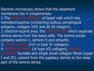 Electron microscopy shows that the basement membrane has 4 componenets: 1.The  plasma membrane  of basal cells which has hemidesmosomes (containing bullous pemphigoid antigens, collagen XVII and á6 â4 integrin).  2. Electron-lucent area, the  lamina lucida  which separate lamina densa from the basal cells. The lamina lucida contains laminin-1, laminin-5 and entactin.  3.  Lamina densa  (rich in type IV collagen).  4.  Anchoring fibrils  (of type VII collagen),  dermal microfibril  bundles and single small collagen fibres (types I and III), extend from the papillary dermis to the deep part of the lamina densa.   