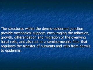 The structures within the dermo-epidermal junction provide mechanical support, encouraging the adhesion, growth, differentiation and migration of the overlying basal cells, and also act as a semipermeable filter that regulates the transfer of nutrients and cells from dermis to epidermis. 