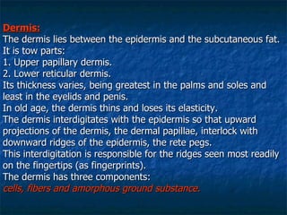 Dermis: The dermis lies between the epidermis and the subcutaneous fat. It is tow parts: 1. Upper papillary dermis. 2. Lower reticular dermis.  Its thickness varies, being greatest in the palms and soles and least in the eyelids and penis. In old age, the dermis thins and loses its elasticity. The dermis interdigitates with the epidermis so that upward projections of the dermis, the dermal papillae, interlock with downward ridges of the epidermis, the rete pegs.  This interdigitation is responsible for the ridges seen most readily on the fingertips (as fingerprints).  The dermis has three components: cells, fibers and amorphous ground substance. 