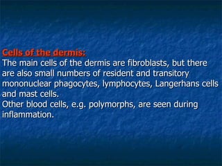 Cells of the dermis: The main cells of the dermis are fibroblasts, but there are also small numbers of resident and transitory mononuclear phagocytes, lymphocytes, Langerhans cells and mast cells.  Other blood cells, e.g. polymorphs, are seen during inflammation.  