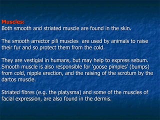 Muscles: Both smooth and striated muscle are found in the skin. The smooth arrector pili muscles  are used by animals to raise their fur and so protect them from the cold.  They are vestigial in humans, but may help to express sebum. Smooth muscle is also responsible for ‘goose pimples’ (bumps) from cold, nipple erection, and the raising of the scrotum by the dartos muscle. Striated fibres (e.g. the platysma) and some of the muscles of facial expression, are also found in the dermis. 