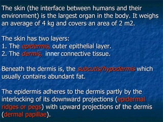 The skin (the interface between humans and their environment) is the largest organ in the body. It weighs an average of 4 kg and covers an area of 2 m2.  The skin has two layers: 1. The  epidermis,   outer epithelial layer.  2. The  dermis,  inner   connective tissue. Beneath the dermis is, the  subcutis/hypodermis   which usually contains abundant fat. The epidermis adheres to the dermis partly by the interlocking of its downward projections ( epidermal ridges   or pegs ) with upward projections of the dermis ( dermal   papillae ). 
