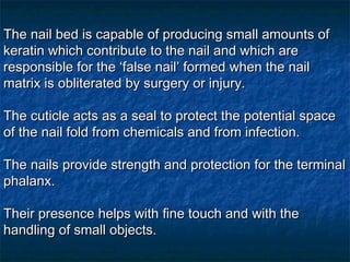 The nail bed is capable of producing small amounts of keratin which contribute to the nail and which are responsible for the ‘false nail’ formed when the nail matrix is obliterated by surgery or injury. The cuticle acts as a seal to protect the potential space of the nail fold from chemicals and from infection. The nails provide strength and protection for the terminal phalanx.  Their presence helps with ﬁne touch and with the handling of small objects. 