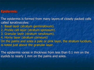 Epidermis: The epidermis is formed from many layers of closely packed cells called keratinocytes:  1. Basal layer (stratum germinativum). 2. Prickle cell layer (stratum spinosum). 3. Granular layer (stratum ranulosum). 4. Horny layer (stratum corneum) On the palms and soles a pale or pink layer, the stratum lucidum, is noted just above the granular layer.   The epidermis varies in thickness from less than 0.1 mm on the eyelids to nearly 1 mm on the palms and soles.   