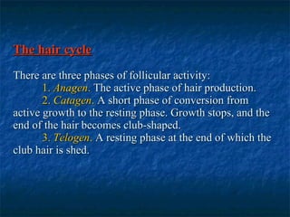 The hair cycle There are three phases of follicular activity: 1.  Anagen .  The active phase of hair production. 2.  Catagen .  A short phase of conversion from active growth to the resting phase. Growth stops, and the end of the hair becomes club-shaped. 3.  Telogen .  A resting phase at the end of which the club hair is shed. 