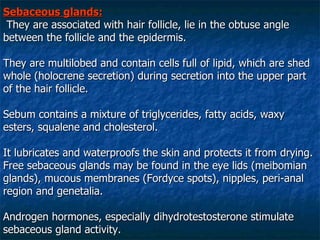 Sebaceous glands: They are associated with hair follicle, lie in the obtuse angle between the follicle and the epidermis. They are multilobed and contain cells full of lipid, which are shed whole (holocrene secretion) during secretion into the upper part of the hair follicle. Sebum contains a mixture of triglycerides, fatty acids, waxy esters, squalene and cholesterol.  It lubricates and waterproofs the skin and protects it from drying. Free sebaceous glands may be found in the eye lids (meibomian glands), mucous membranes (Fordyce spots), nipples, peri-anal region and genetalia. Androgen hormones, especially dihydrotestosterone stimulate sebaceous gland activity. 