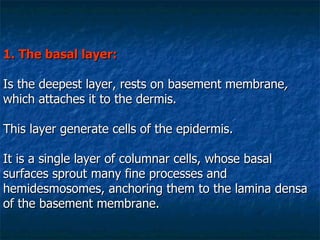 1. The basal   layer: Is the deepest layer, rests on basement membrane ,  which attaches it to the dermis.  This layer generate cells of the epidermis. It is a single layer of columnar cells, whose basal surfaces sprout many fine processes and hemidesmosomes, anchoring them to the lamina densa of the basement membrane.   