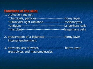 Functions of the skin: 1. protection against:   *chemicals, particles-------------------------horny layer   *ultraviolet light radiation-------------------melanocytes   *antigens--------------------------------------langerhans cells   *microbes-------------------------------------langerhans cells 2. preservation of a balanced------------------horny layer   internal environment 3. prevents loss of water,-----------------------horny layer   electrolytes and macromolecules 