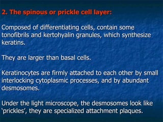 2. The spinous or prickle cell layer:   Composed of differentiating cells, contain some tonofibrils and kertohyalin granules, which synthesize keratins. They are larger than basal cells. Keratinocytes are firmly attached to each other by small interlocking cytoplasmic processes, and by abundant desmosomes. Under the light microscope, the desmosomes look like ‘prickles’, they are specialized attachment plaques.   