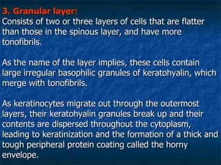 3.   Granular layer: Consists of two or three layers of cells that are flatter than those in the spinous layer, and have more tonofibrils. As the name of the layer implies, these cells contain large irregular basophilic granules of keratohyalin, which merge with tonofibrils.  As keratinocytes migrate out through the outermost layers, their keratohyalin granules break up and their contents are dispersed throughout the cytoplasm, leading to keratinization and the formation of a thick and tough peripheral protein coating called the horny envelope.  