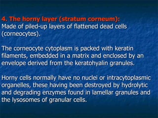 4. The horny layer (stratum corneum): Made of piled-up layers of flattened dead cells (corneocytes).  The corneocyte cytoplasm is packed with keratin filaments, embedded in a matrix and enclosed by an envelope derived from the keratohyalin granules. Horny cells normally have no nuclei or intracytoplasmic organelles, these having been destroyed by hydrolytic and degrading enzymes found in lamellar granules and the lysosomes of granular cells. 