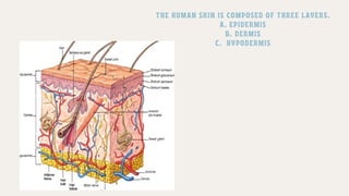 Skin Anatomy of human skin LAYERS OF SKIN | PDF
