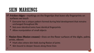 SKIN ANATOMY AND ITS MLI DR SAhhHIL.pptx