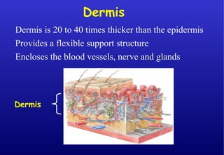 Dermis
Dermis is 20 to 40 times thicker than the epidermis
Provides a flexible support structure
Encloses the blood vessels, nerve and glands
Dermis
 