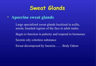 • Apocrine sweat glands
Large specialized sweat glands localized in axilla,
areola, bearded regions of the face in adult males.
Begin to function in puberty and respond to hormones
Secrete oily colorless substance
Sweat decomposed by bacteria…… Body Odour
Sweat Glands
 