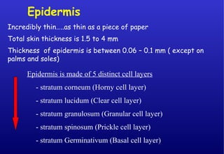 Epidermis
Incredibly thin…..as thin as a piece of paper
Total skin thickness is 1.5 to 4 mm
Thickness of epidermis is between 0.06 – 0.1 mm ( except on
palms and soles)
Epidermis is made of 5 distinct cell layers
- stratum corneum (Horny cell layer)
- stratum lucidum (Clear cell layer)
- stratum granulosum (Granular cell layer)
- stratum spinosum (Prickle cell layer)
- stratum Germinativum (Basal cell layer)
 
