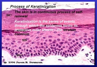 Process of Keratinization
The skin is in continuous process of self-
renewal
Keratinization is the series of events
through which the epidermis forms its
protective outer sheath – the stratum
corneum
 