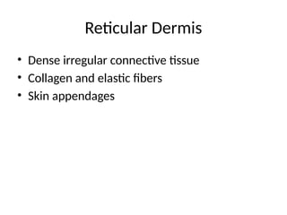 Skins Reticular Example Skin_Anatomy_Histology_MBBS_50_Slides.pptx