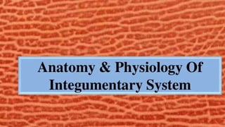 Skin anatomy &amp; physiology