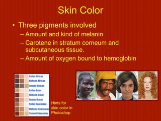 Skin and body membranes | PPT