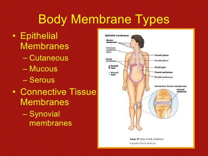 Skin and body membranes