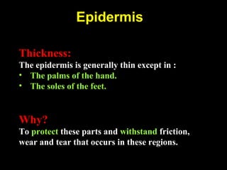 Epidermis
Thickness:
The epidermis is generally thin except in :
• The palms of the hand.
• The soles of the feet.
Why?
To protect these parts and withstand friction,
wear and tear that occurs in these regions.
 