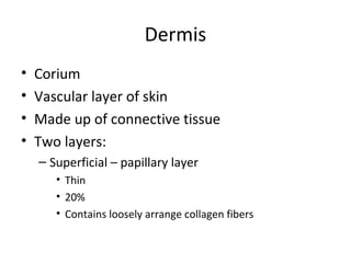 Dermis
• Corium
• Vascular layer of skin
• Made up of connective tissue
• Two layers:
– Superficial – papillary layer
• Thin
• 20%
• Contains loosely arrange collagen fibers
 
