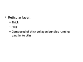 • Reticular layer:
– Thick
– 80%
– Composed of thick collagen bundles running
parallel to skin
 