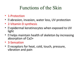 Functions of the Skin
• 1-Protection
•  abrasion, invasion, water loss, UV protection
• 2-Vitamin D synthesis
•  epidermal keratinocytes when exposed to UV
light
•  helps maintain health of skeleton by increasing
absorption of Ca2+
• 3-Sensation
•  receptors for heat, cold, touch, pressure,
vibration and pain
 