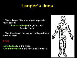 Langer’s lines
• The collagen fibers, arranged in parallel
rows, called:
Lines of cleavage (langer’s lines):
Tension lines
• The direction of the rows of collagen fibers
in the dermis:
It runs
•Longitudinally in the limbs.
•Circumferentially in the neck and the trunk.
 