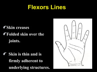 Flexors Lines
Skin creases
Folded skin over the
joints.
Skin is thin and is
firmly adherent to
underlying structures.
 