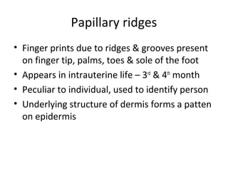 Papillary ridges
• Finger prints due to ridges & grooves present
on finger tip, palms, toes & sole of the foot
• Appears in intrauterine life – 3rd
& 4th
month
• Peculiar to individual, used to identify person
• Underlying structure of dermis forms a patten
on epidermis
 