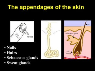 • Nails
• Hairs
• Sebaceous glands
• Sweat glands
The appendages of the skin
 