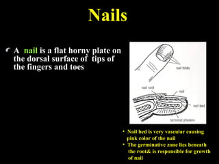 A nail is a flat horny plate on
the dorsal surface of tips of
the fingers and toes
• Nail bed is very vascular causing
pink color of the nail
• The germinative zone lies beneath
the root& is responsible for growth
of nail
Nails
 