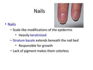 Nails
• Nails
– Scale-like modifications of the epidermis
• Heavily keratinized
– Stratum basale extends beneath the nail bed
• Responsible for growth
– Lack of pigment makes them colorless
 