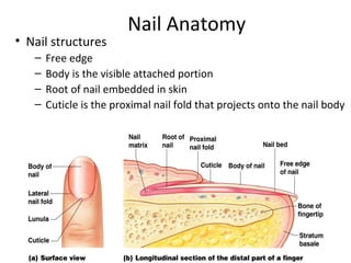 Nail Anatomy
• Nail structures
– Free edge
– Body is the visible attached portion
– Root of nail embedded in skin
– Cuticle is the proximal nail fold that projects onto the nail body
 