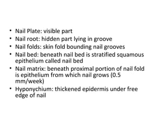 • Nail Plate: visible part
• Nail root: hidden part lying in groove
• Nail folds: skin fold bounding nail grooves
• Nail bed: beneath nail bed is stratified squamous
epithelium called nail bed
• Nail matrix: beneath proximal portion of nail fold
is epithelium from which nail grows (0.5
mm/week)
• Hyponychium: thickened epidermis under free
edge of nail
 