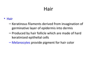 Hair
• Hair
– Keratinous filaments derived from invagination of
germinative layer of epidermis into dermis
– Produced by hair follicle which are made of hard
keratinized epithelial cells
– Melanocytes provide pigment for hair color
 
