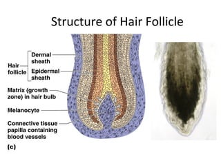 Structure of Hair Follicle
 