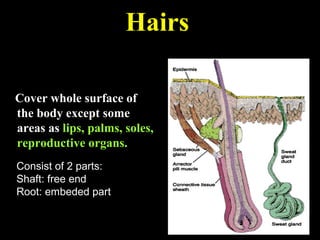 Cover whole surface of
the body except some
areas as lips, palms, soles,
reproductive organs.
Hairs
Consist of 2 parts:
Shaft: free end
Root: embeded part
 