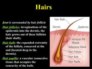 Hairs
Root is surrounded by hair follicle
Hair follicles: invaginations of the
epidermis into the dermis, the
hair grows out of these follicles
(hair shaft).
Hair bulb: the expanded extremity
of the follicle, concaved at the
end (located deep in the
dermis).
Hair papilla: a vascular connective
tissue that occupies the
concavity of the bulb.
 