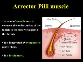 • A band of smooth muscle
connects the undersurface of the
follicle to the superficial part of
the dermis.
• It is innervated by sympathetic
nerve fibers.
• It is involuntary.
Arrector Pilli muscle
 