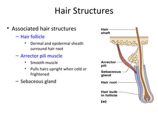 Hair Structures
• Associated hair structures
– Hair follicle
• Dermal and epidermal sheath
surround hair root
– Arrector pili muscle
• Smooth muscle
• Pulls hairs upright when cold or
frightened
– Sebaceous gland
 