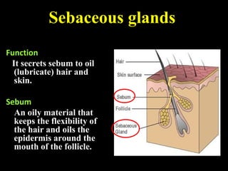 Function
It secrets sebum to oil
(lubricate) hair and
skin.
Sebum
An oily material that
keeps the flexibility of
the hair and oils the
epidermis around the
mouth of the follicle.
Sebaceous glands
 