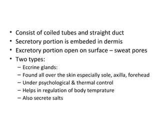 • Consist of coiled tubes and straight duct
• Secretory portion is embeded in dermis
• Excretory portion open on surface – sweat pores
• Two types:
– Eccrine glands:
– Found all over the skin especially sole, axilla, forehead
– Under psychological & thermal control
– Helps in regulation of body temprature
– Also secrete salts
 