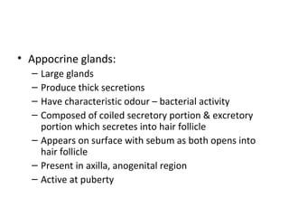 • Appocrine glands:
– Large glands
– Produce thick secretions
– Have characteristic odour – bacterial activity
– Composed of coiled secretory portion & excretory
portion which secretes into hair follicle
– Appears on surface with sebum as both opens into
hair follicle
– Present in axilla, anogenital region
– Active at puberty
 