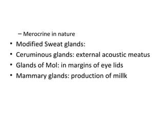 – Merocrine in nature
• Modified Sweat glands:
• Ceruminous glands: external acoustic meatus
• Glands of Mol: in margins of eye lids
• Mammary glands: production of millk
 