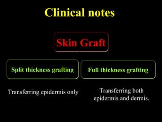 Clinical notes
Full thickness graftingFull thickness graftingSplit thickness graftingSplit thickness grafting
Transferring epidermis only Transferring both
epidermis and dermis.
Skin GraftSkin Graft
 